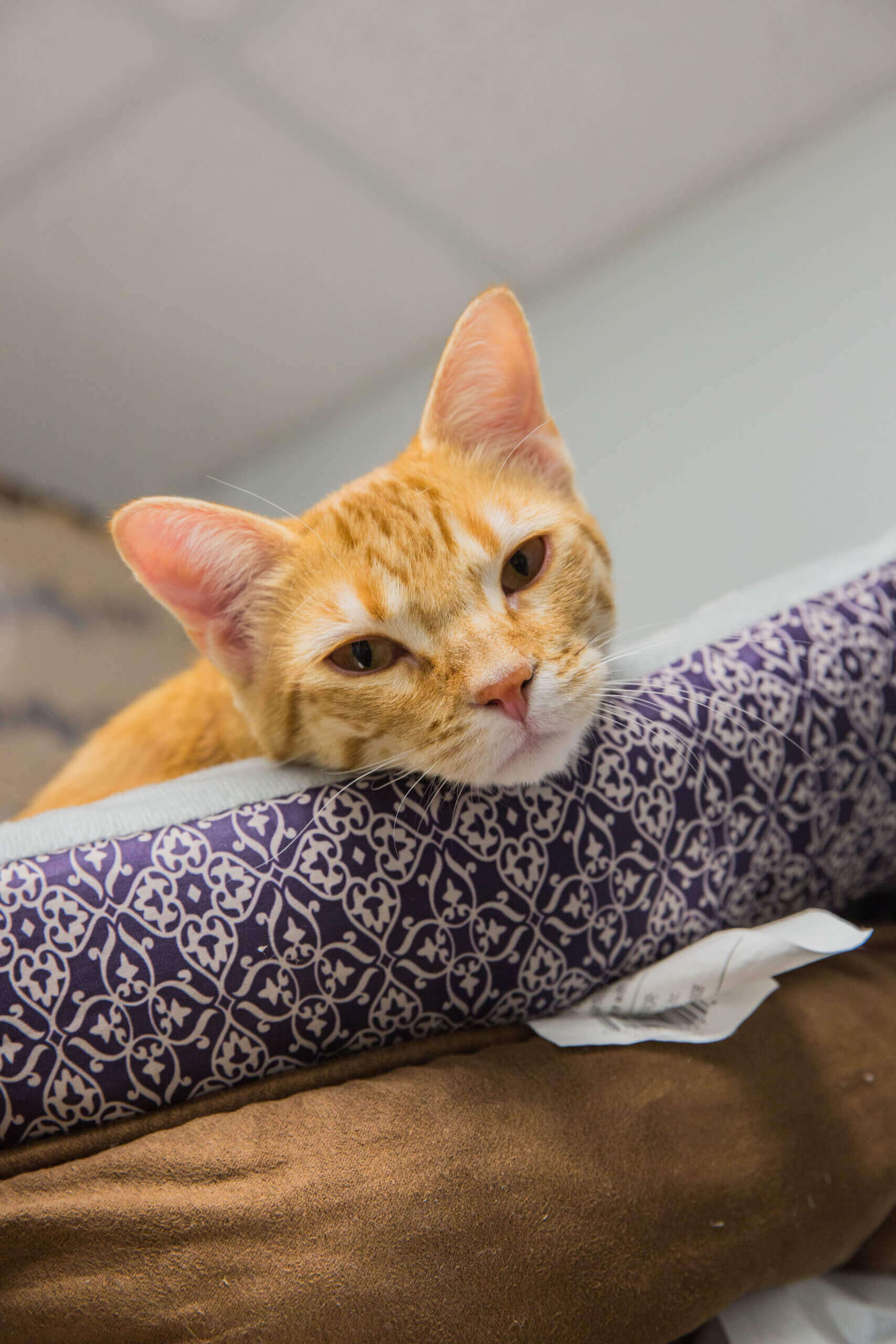 Thumbnail for Marginal Flea Prevention For Outdoor Cats